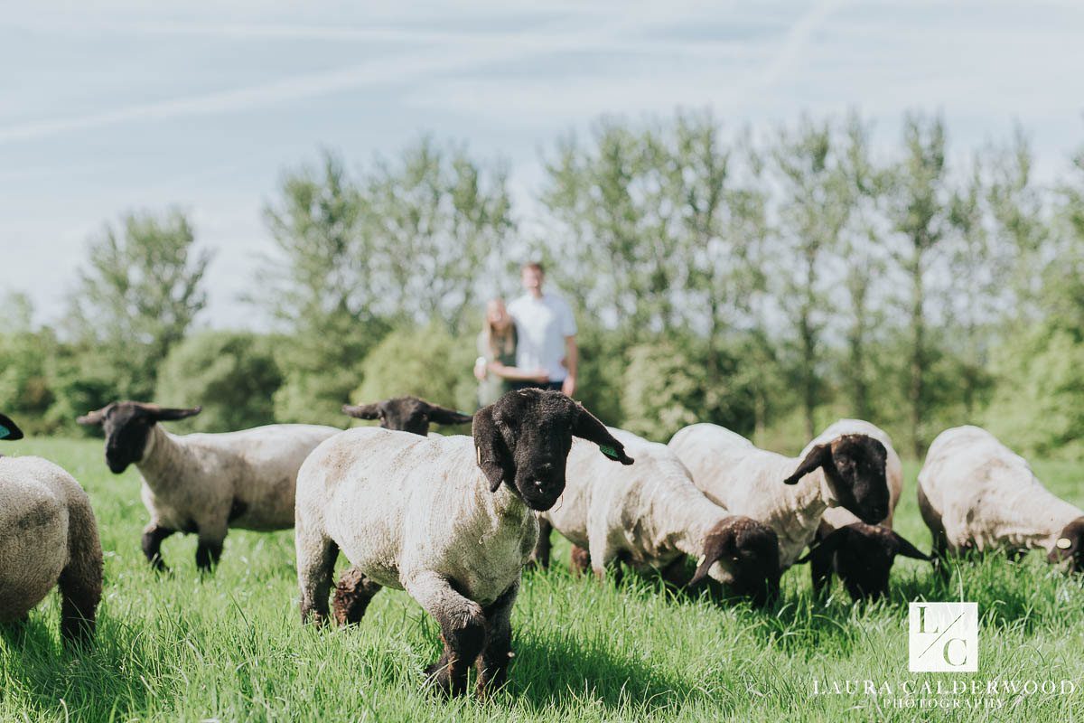 Yorkshire farm engagement shoot in Otley | by Leeds wedding photographer Laura Calderwood