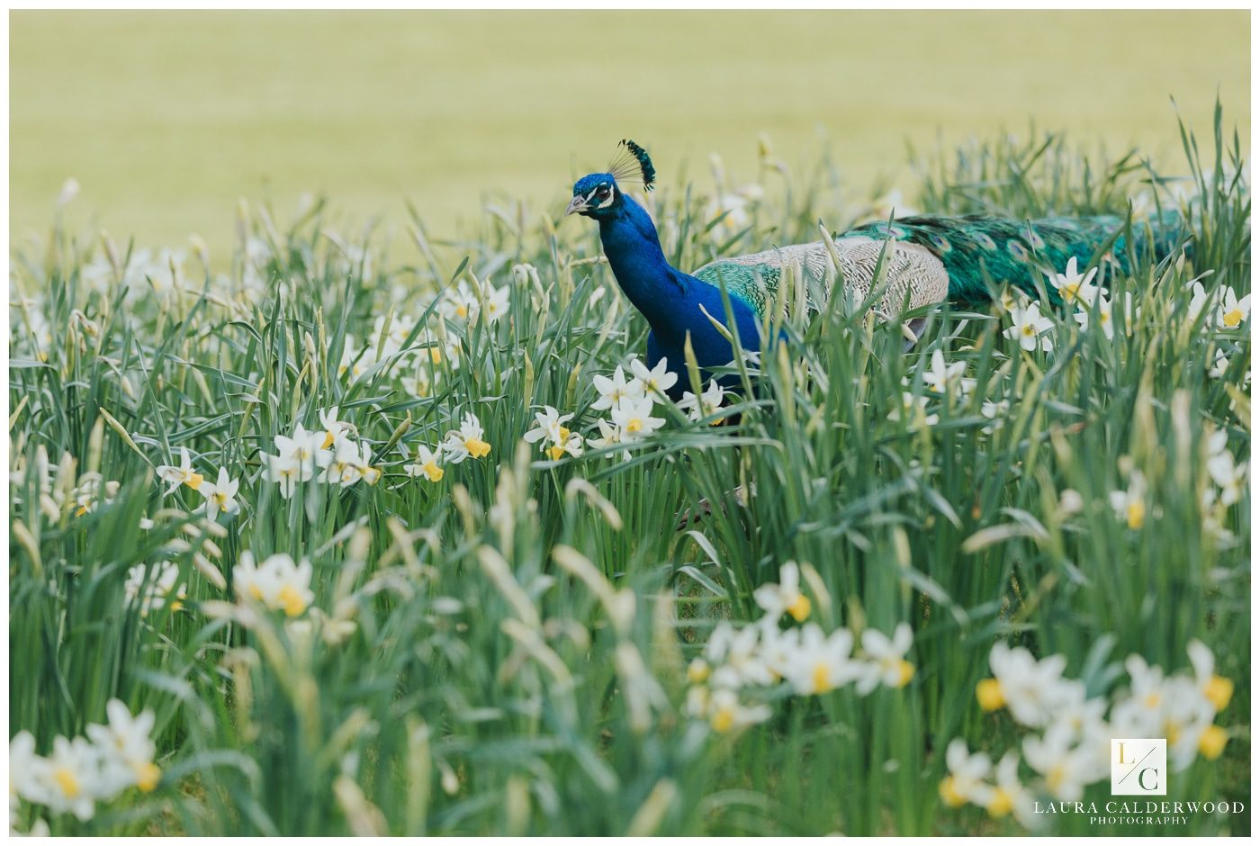 utopia wedding photographer broughton hall
